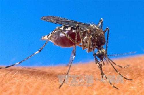 Phát hiện cách thức chữa mất trí nhớ do nhiễm virus Tây sông Nile ảnh 1